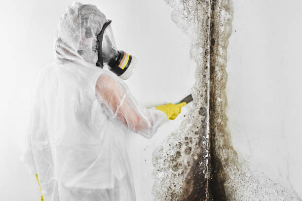 Best Health and Safety Mold Remediation in Peabody, MA