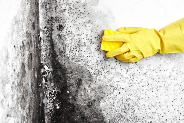 Peabody, MA Mold Remediation Company