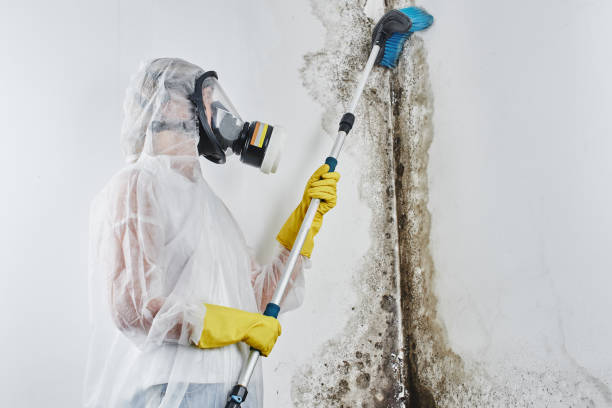 Best Preventive Mold Services in Peabody, MA