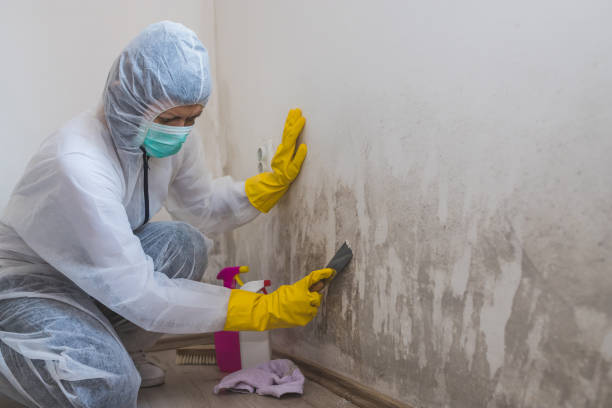 Best Localized Mold Remediation (e.g., coastal areas, humid climates) in Peabody, MA