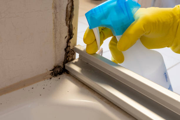 Best Post-Flood Mold Remediation in Peabody, MA