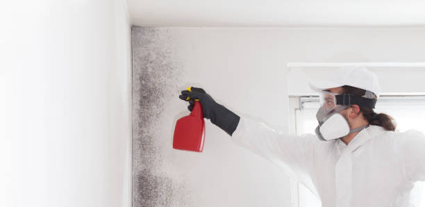 Best Black Mold Remediation in Peabody, MA