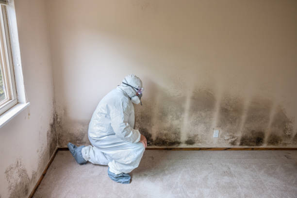 Best Emergency Mold Remediation in Peabody, MA