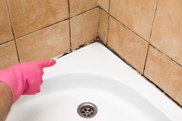 Best DIY Mold Remediation Support Services in Peabody, MA
